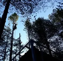 Tala y poda en alturas de árboles en Almería y provincia