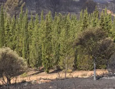 TALA Y PODA EN ALTURA DE ÁRBOLES, ALMERÍA TALA Y PODA EN ALTURA DE ÁRBOLES, ALMERÍA