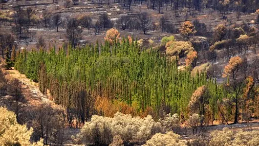 TALA Y PODA EN ALTURA DE ÁRBOLES, ALMERÍA TALA Y PODA EN ALTURA DE ÁRBOLES, ALMERÍA
