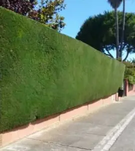 TALA Y PODA EN ALTURA DE ÁRBOLES, ALMERÍA TALA Y PODA EN ALTURA DE ÁRBOLES, ALMERÍA